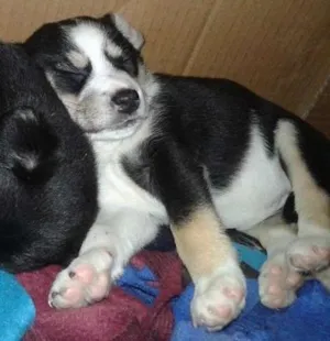Cachorro raça SRD idade Abaixo de 2 meses nome -