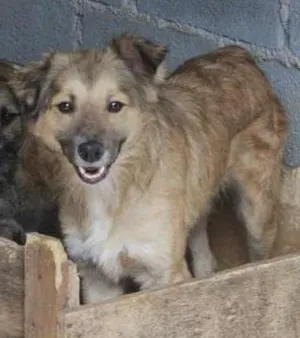 Cachorro raça SRD idade 1 ano nome Bob