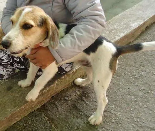 Cachorro ra a srd idade 1 ano nome Snoopy