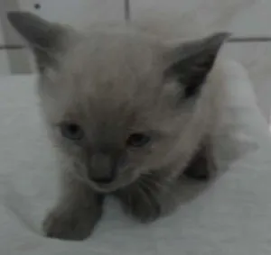 Gato raça SRD idade 2 a 6 meses nome Gatinhos
