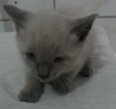 Gato ra a SRD idade 2 a 6 meses nome Gatinhos