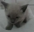 Gatinhos