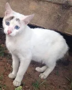 Gato raça SRD idade 7 a 11 meses nome bRANQUINHA