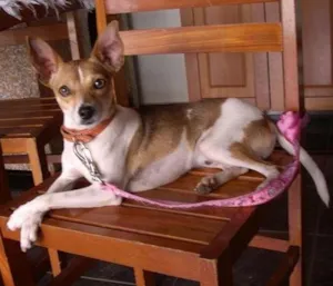 Cachorro raça FoxPaulistinha idade 1 ano nome Rock