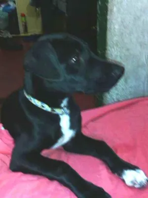 Cachorro raça SRD idade 7 a 11 meses nome Sheik