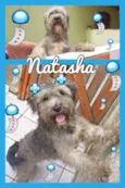 NATASHA