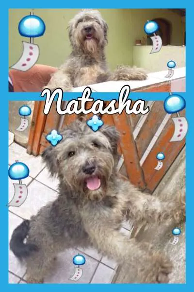 Cachorro ra a SRD idade 2 anos nome NATASHA