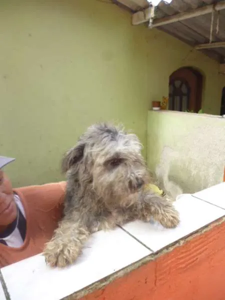 Cachorro ra a SRD idade 2 anos nome NATASHA