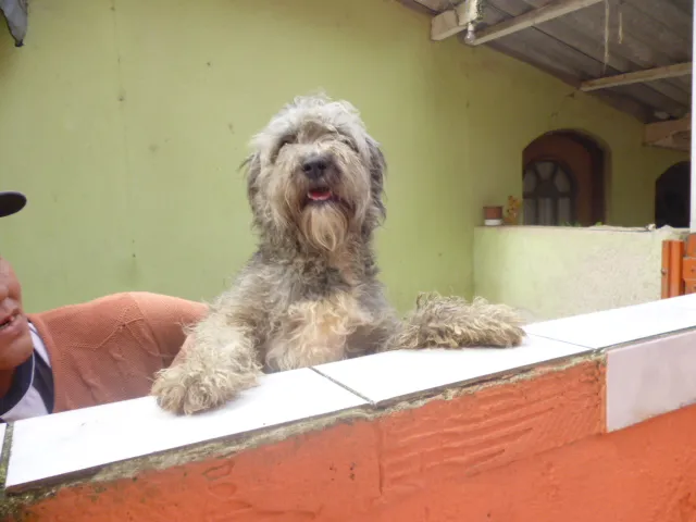 Cachorro ra a SRD idade 2 anos nome NATASHA