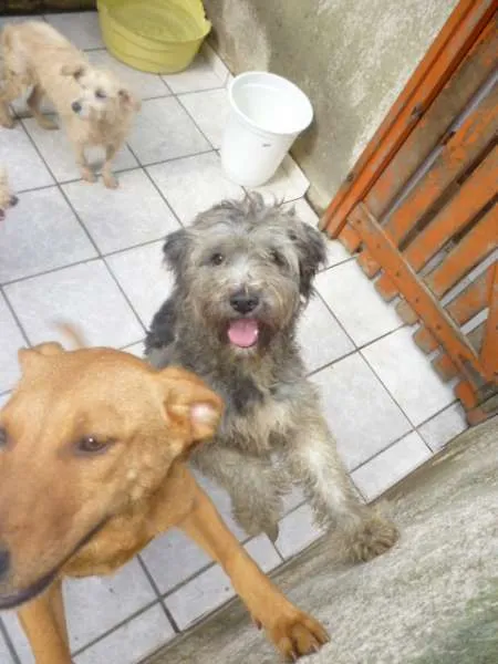 Cachorro ra a SRD idade 2 anos nome NATASHA