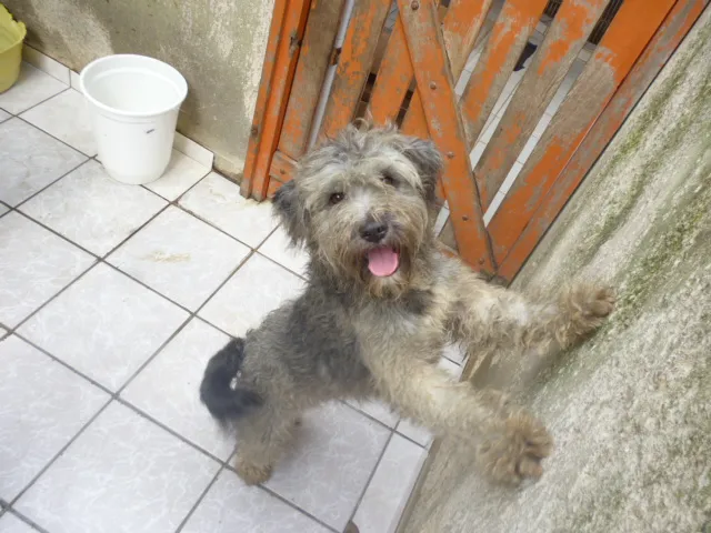 Cachorro ra a SRD idade 2 anos nome NATASHA