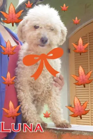 Cachorro raça POODLE idade 6 ou mais anos nome LUNA