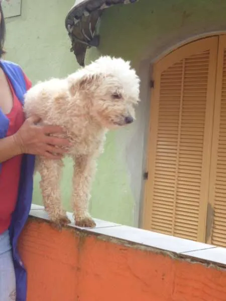 Cachorro ra a POODLE idade 6 ou mais anos nome LUNA