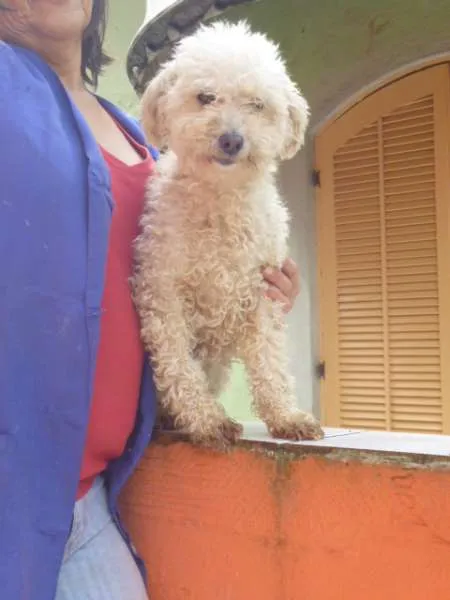 Cachorro ra a POODLE idade 6 ou mais anos nome LUNA