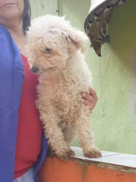 Cachorro ra a POODLE idade 6 ou mais anos nome LUNA