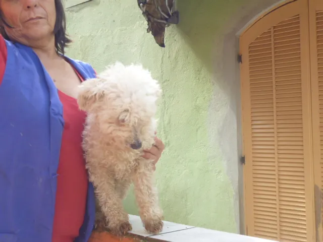 Cachorro ra a POODLE idade 6 ou mais anos nome LUNA
