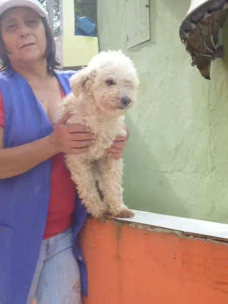Cachorro ra a POODLE idade 6 ou mais anos nome LUNA