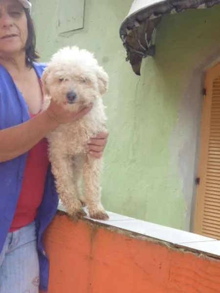 Cachorro ra a POODLE idade 6 ou mais anos nome LUNA