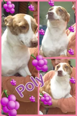 Cachorro raça SRD idade 1 ano nome POLY