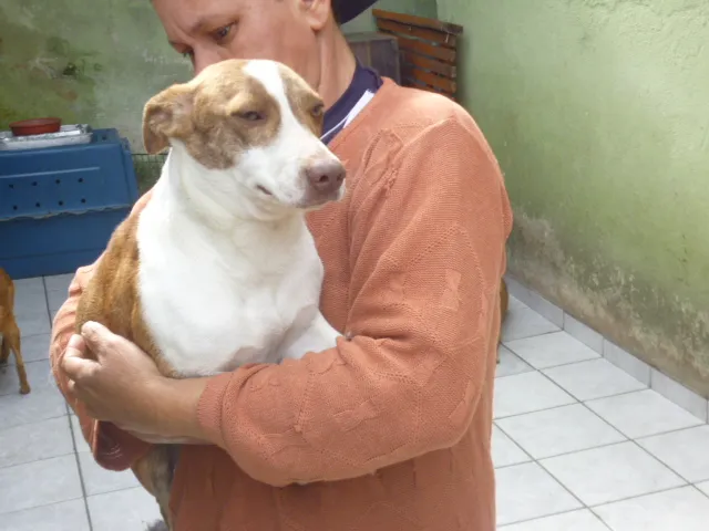 Cachorro ra a SRD idade 1 ano nome POLY