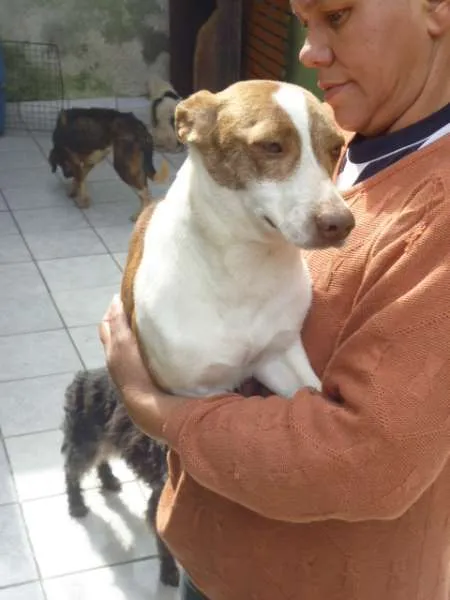Cachorro ra a SRD idade 1 ano nome POLY