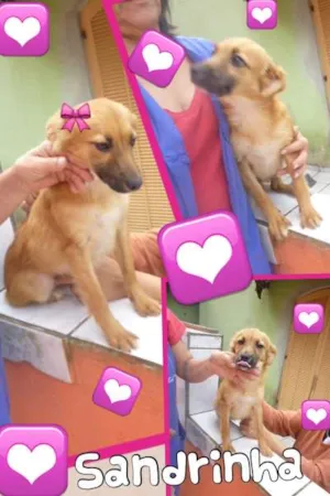 Cachorro raça SRD idade 2 anos nome SADRINHA