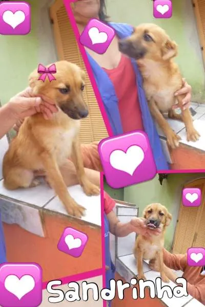 Cachorro ra a SRD idade 2 anos nome SADRINHA
