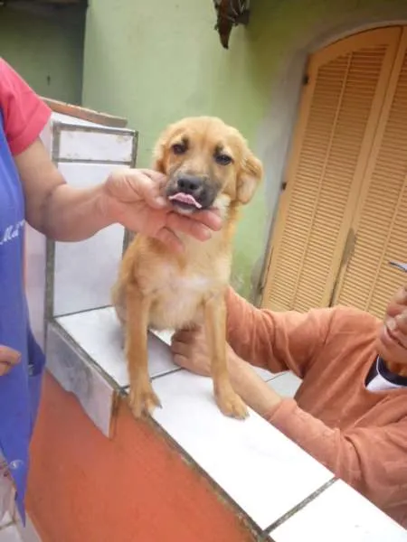 Cachorro ra a SRD idade 2 anos nome SADRINHA