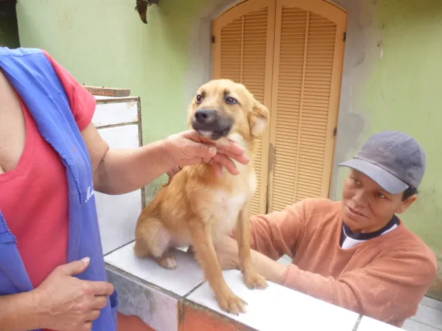 Cachorro ra a SRD idade 2 anos nome SADRINHA