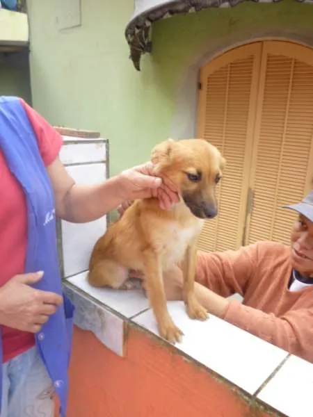 Cachorro ra a SRD idade 2 anos nome SADRINHA