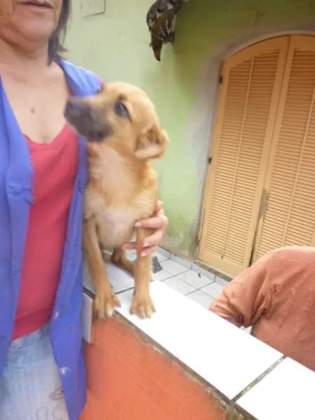 Cachorro ra a SRD idade 2 anos nome SADRINHA
