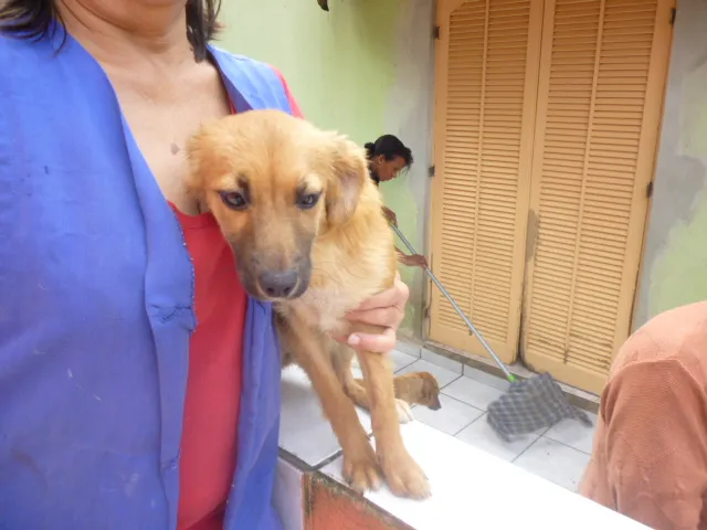 Cachorro ra a SRD idade 2 anos nome SADRINHA