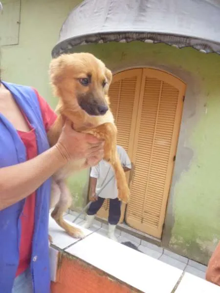 Cachorro ra a SRD idade 2 anos nome SADRINHA
