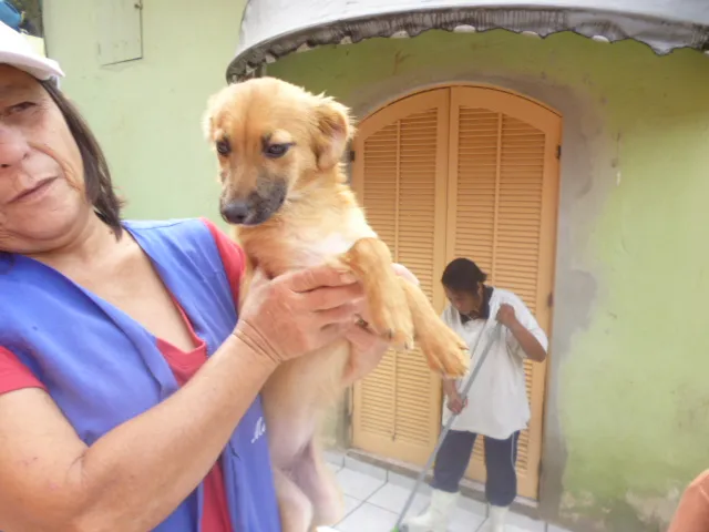 Cachorro ra a SRD idade 2 anos nome SADRINHA