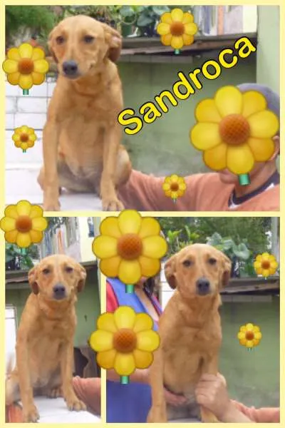 Cachorro ra a SRD idade 2 anos nome SANDROCA