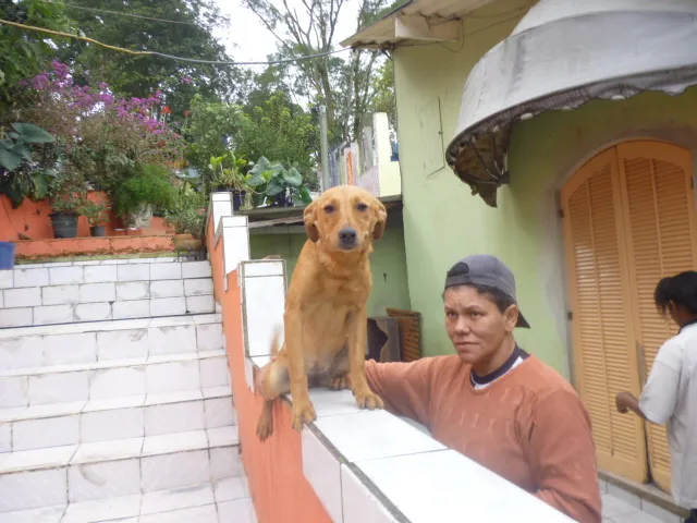 Cachorro ra a SRD idade 2 anos nome SANDROCA