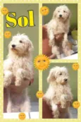 SOL
