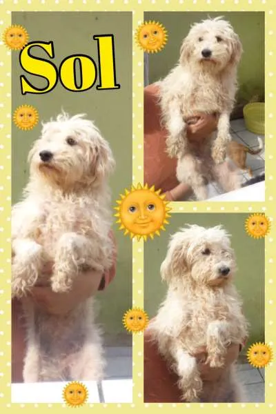 Cachorro ra a SRD idade 2 anos nome SOL