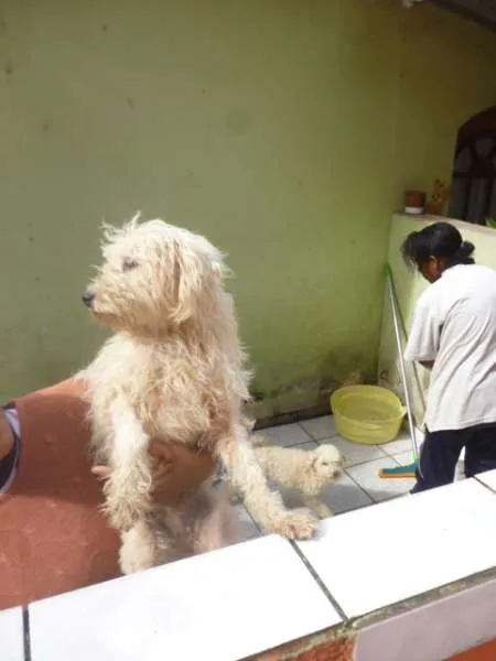 Cachorro ra a SRD idade 2 anos nome SOL