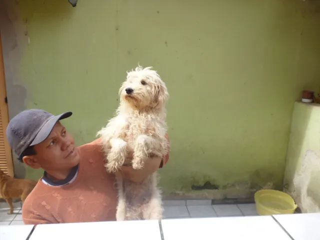 Cachorro ra a SRD idade 2 anos nome SOL