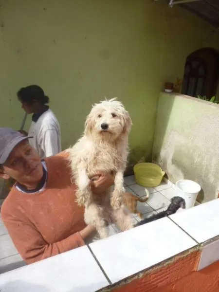 Cachorro ra a SRD idade 2 anos nome SOL