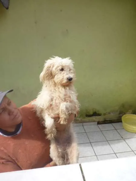 Cachorro ra a SRD idade 2 anos nome SOL