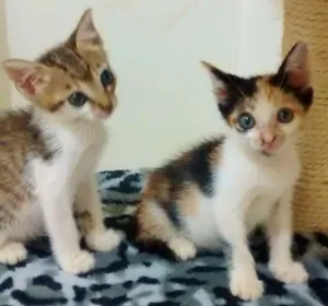 Gato raça SRD idade 2 a 6 meses nome Bruno & Valentina