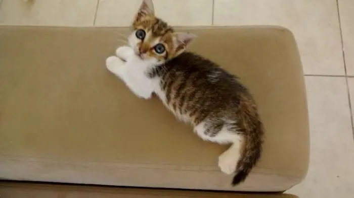 Gato raça SRD idade 2 a 6 meses nome Bruno & Valentina