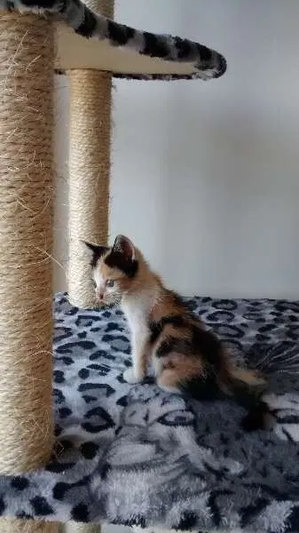 Gato raça SRD idade 2 a 6 meses nome Bruno & Valentina