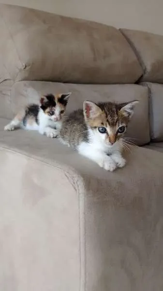 Gato raça SRD idade 2 a 6 meses nome Bruno & Valentina