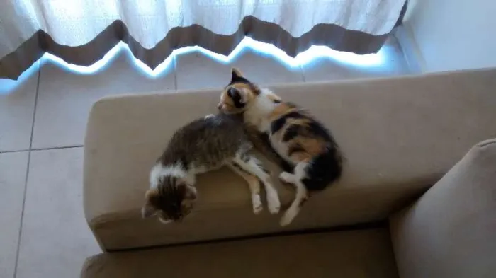 Gato raça SRD idade 2 a 6 meses nome Bruno & Valentina