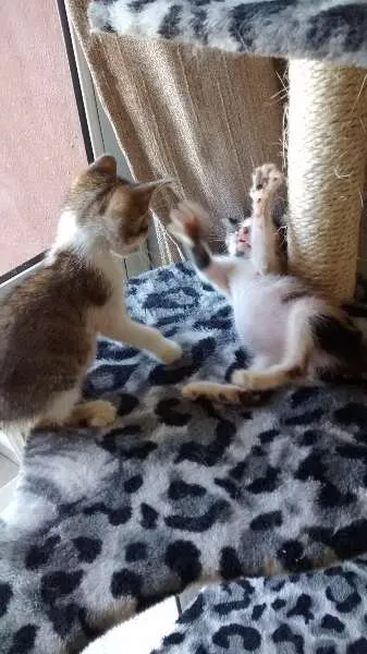 Gato raça SRD idade 2 a 6 meses nome Bruno & Valentina