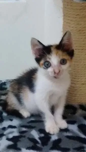 Gato raça SRD idade 2 a 6 meses nome Bruno & Valentina
