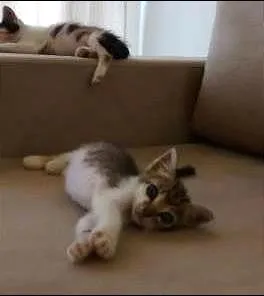 Gato raça SRD idade 2 a 6 meses nome Bruno & Valentina